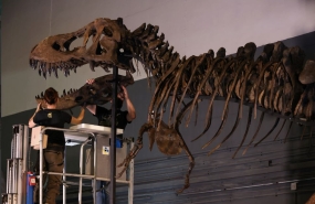 香港 | 科学馆恐龙展，探索珍贵恐龙化石
