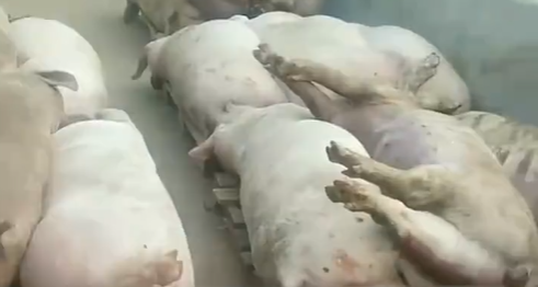 高温致上千只猪死亡
