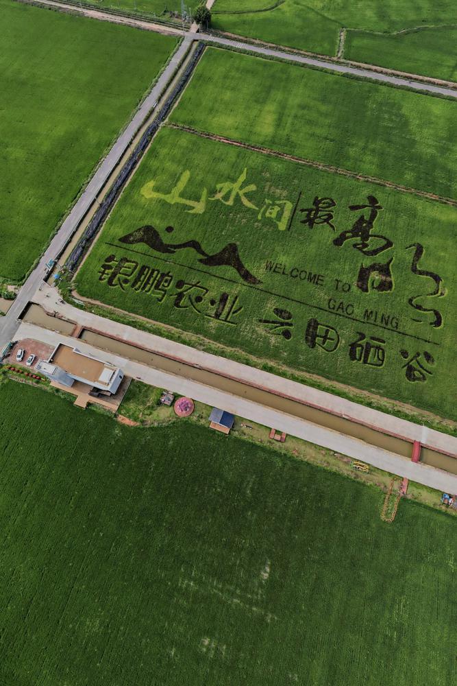 高明万亩艺术稻田 高明万亩艺术稻田