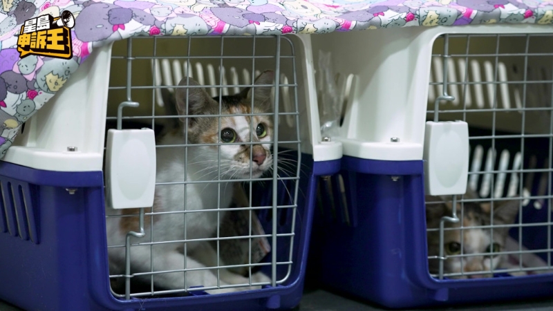 在捕捉街猫的过程，爱协同事会在捕笼里铺上报纸，并放上食物以吸引猫只。