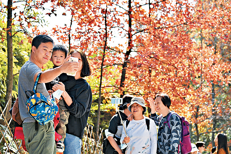 每年秋季到大榄郊野公园赏枫，已是近年旅业“盛事”。