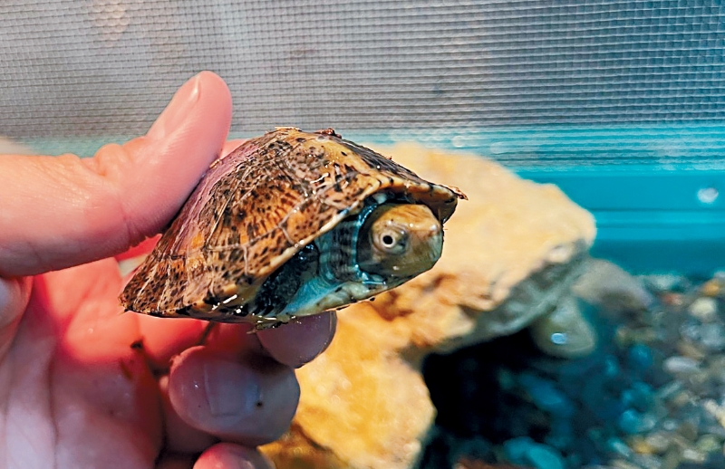 本港野外眼斑水龟数量不足百只，海洋公园正进行人工繁殖。