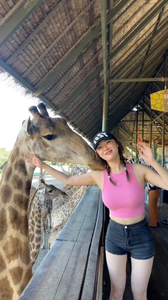 被长颈鹿吻颈好受落。