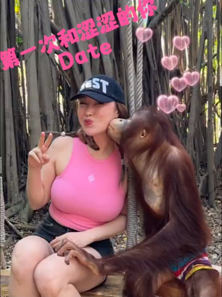 王冰冰又与猩猩约会。