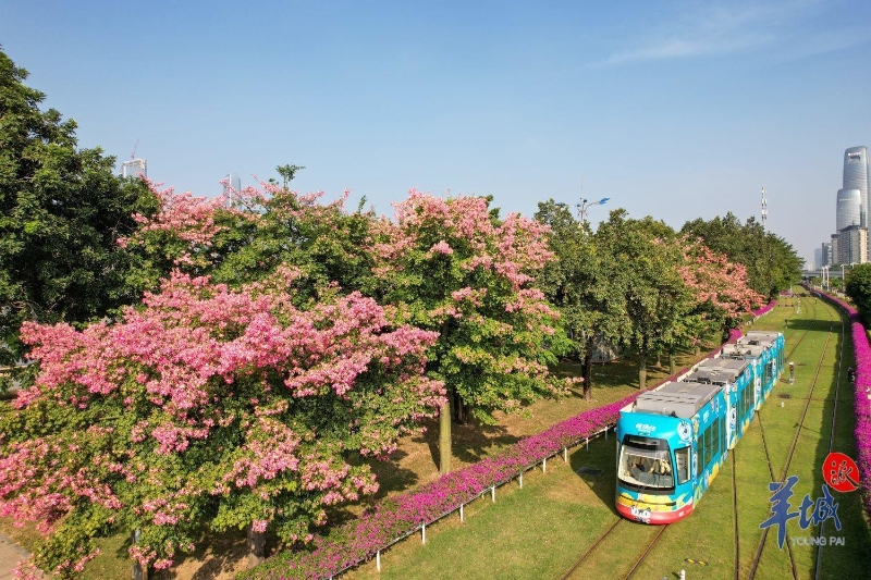 广州市海珠区会展东站，有轨电车行驶过一排美丽异木棉。