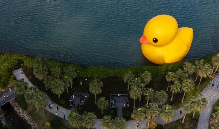 深圳，“大黄鸭”遨游深圳湾。 、