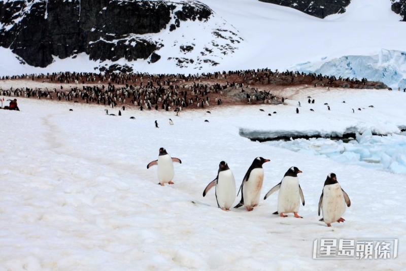 全球暖化下，皇帝企鹅恐于2100年变为“准绝种”物种。 受访者提供