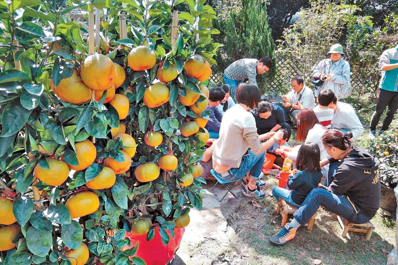环保协进会过去14年回收1万棵桔树，给香港7种凤蝶产卵。