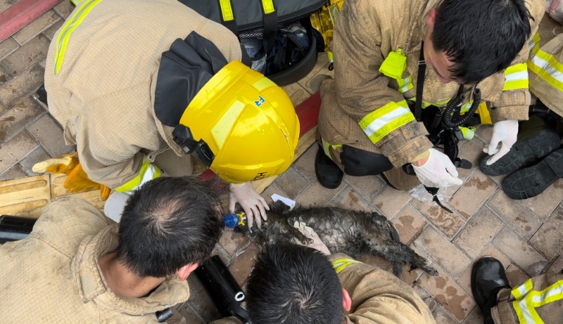 消防员为猫只进行心外压抢救