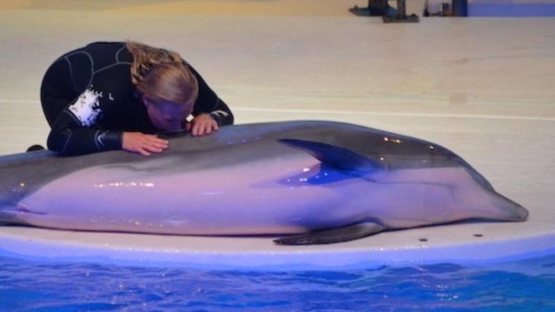 瑞典科尔马登动物园最年长海豚涅斐勒