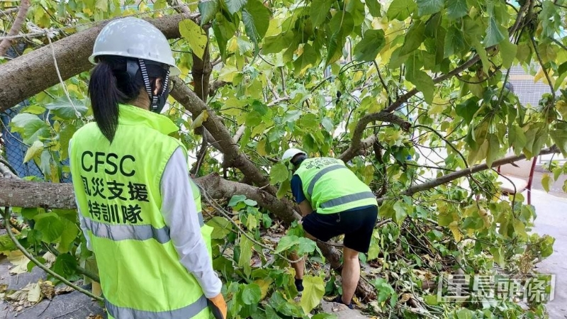鲤鱼门村的风灾支持特训队，于风灾后协助清理塌树。