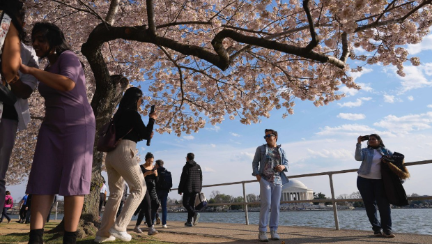 日本赠250棵樱花贺美国独立250周年