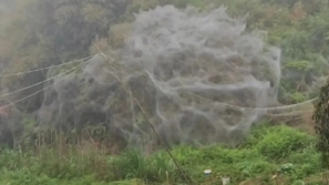 福建山坡被“蜘蛛网”覆盖吓坏村民，林业局这样解释...