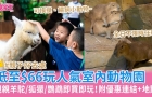 深圳亲子游2024 | 深圳野恩动物园低至$66零距离亲亲小动物，喂饲羊驼/狐獴/鹦鹉