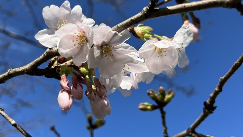 东京足立区舍人公园的樱花。 X