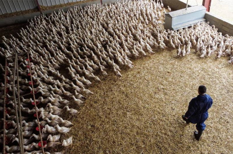 法国一处养鸭场。