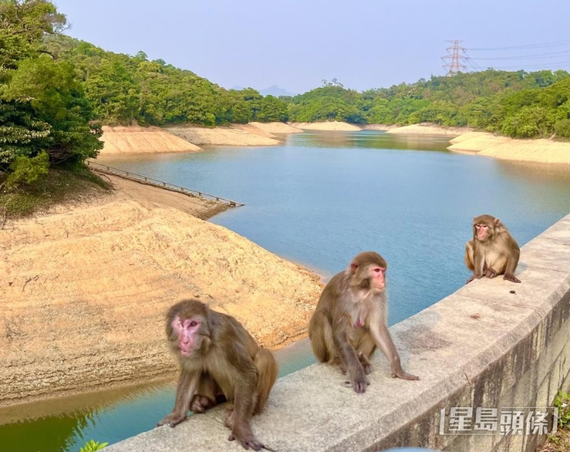 马骝山上由多个猴群割据。