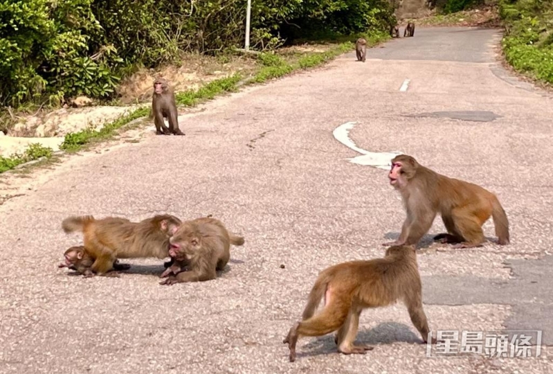 猴群常为争食物而厮打，图中的母猴为保护怀内小猴，力抗其他猴子。