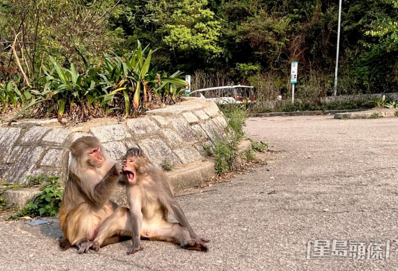 两头老弱病猴避居大埔道一个停车场。
