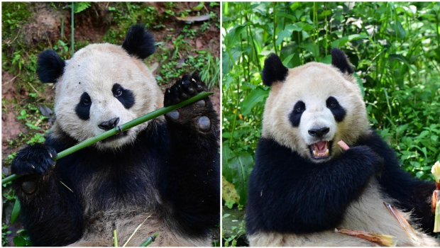 大熊猫“云川”和“鑫宝”将赴美