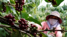 越南农夫弃守咖啡，平价豆期货贵到破纪录，果王脱不了关系