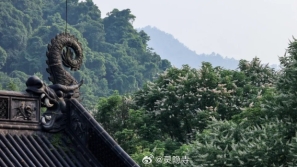 杭州灵隐寺600岁“佛门圣树”开花，民众争相前往许愿