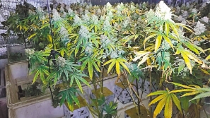 种有上千株大麻市值近360万美元，华人区大麻屋被警方查获