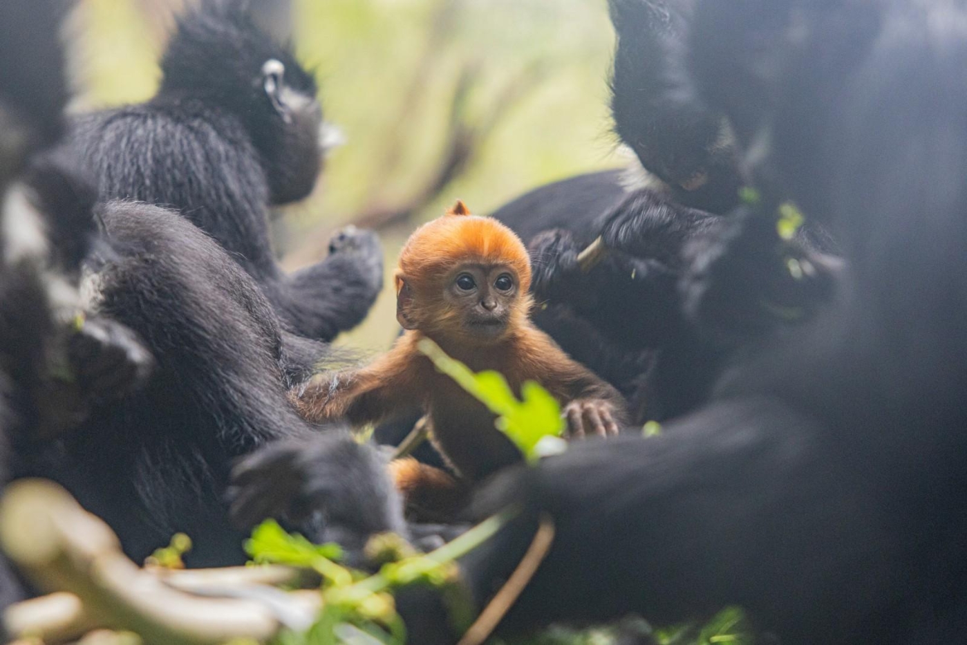新生黑叶猴幼崽“初一”
