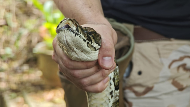 “蛇王”最后成功在草丛裡找到蟒蛇,并将其捕获 “蛇王”最后成功在草丛裡找到蟒蛇,并将其捕获