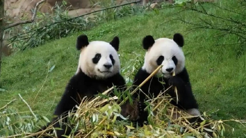 新一对中国大熊猫于2027年落户法国。