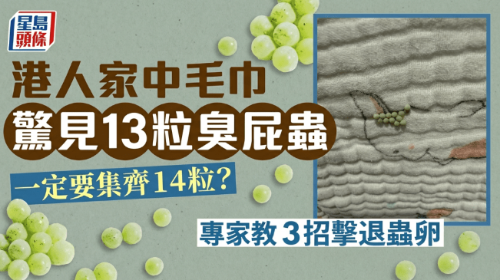 港人家中毛巾惊见13粒臭屁虫 港人家中毛巾惊见13粒臭屁虫