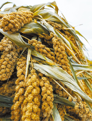 s1000065392_fmt s1000065392_fmt