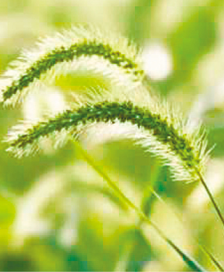 s1000065393_fmt s1000065393_fmt