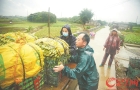 强暴雨，住棚屋菜农“走人” ，广州已转移安置超1.5万人