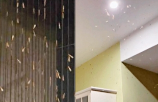 Termite season plagues Hong Kong