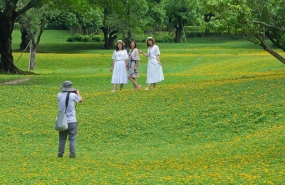 中山 | 紫马岭公园铺上了“绣花地毯”，快来打卡赏花