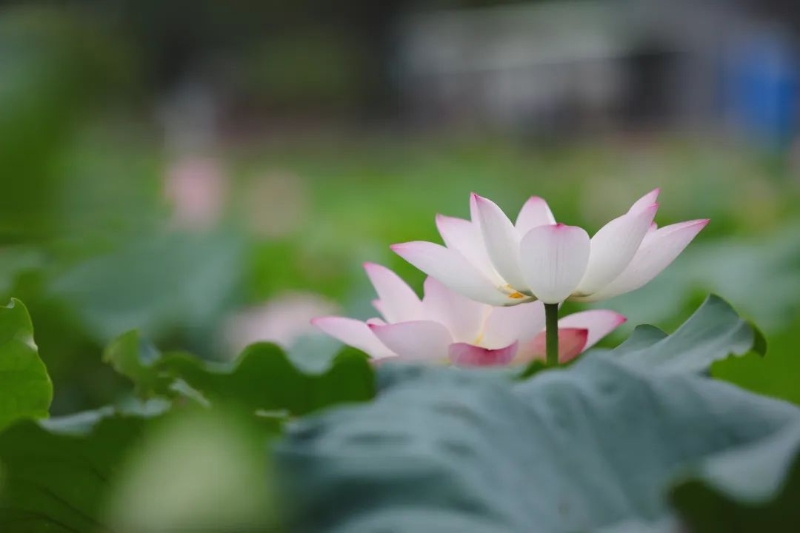 微信图片_20220628101452 微信图片_20220628101452