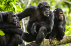 要闻|巴西猴痘蔓延新增猴子遇袭报告，世卫:两者无直接关系