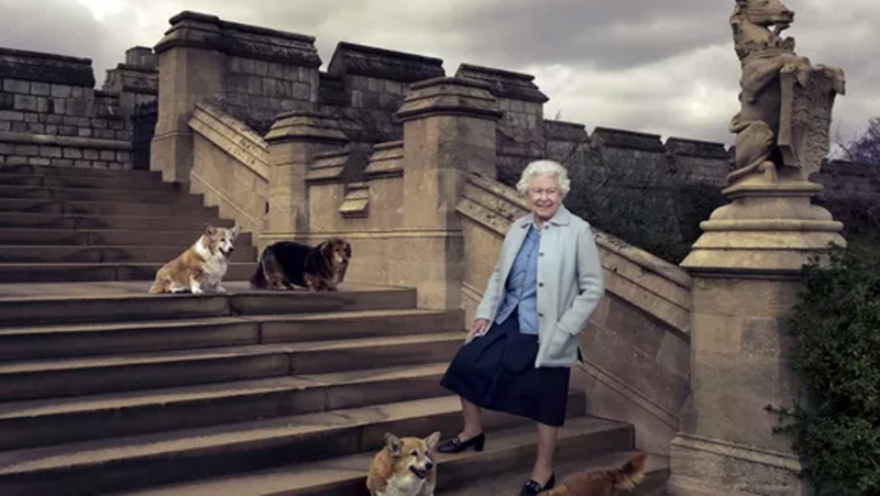 英女皇曾養過30隻柯基。路透 