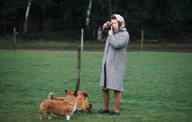 英女皇是著名的「哥基狗癡」。