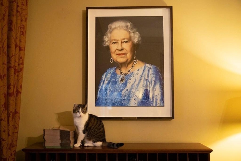 Larry早已成為網民新寵。（TWITTER圖片）