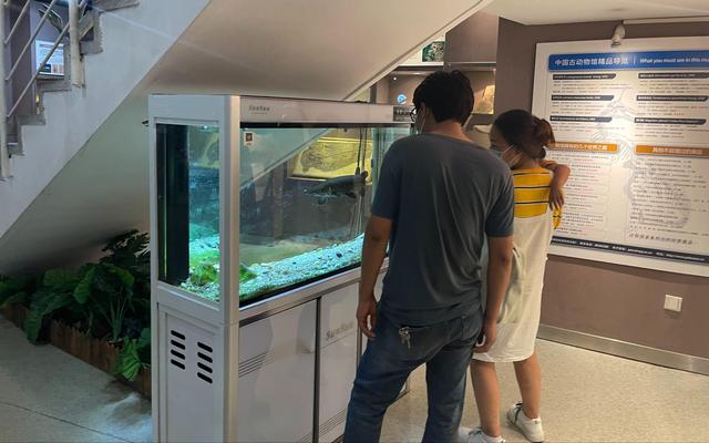 中国古动物馆鱼缸里的鳄雀鳝。受访者供图