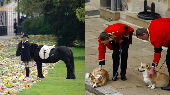 女皇生前宠爱的哥基犬和爱驹，均在温莎堡外瘦猴送别主人。 AP