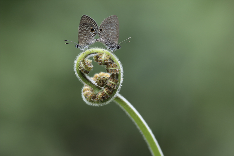 黃沛恆作品《波板糖上的愛》