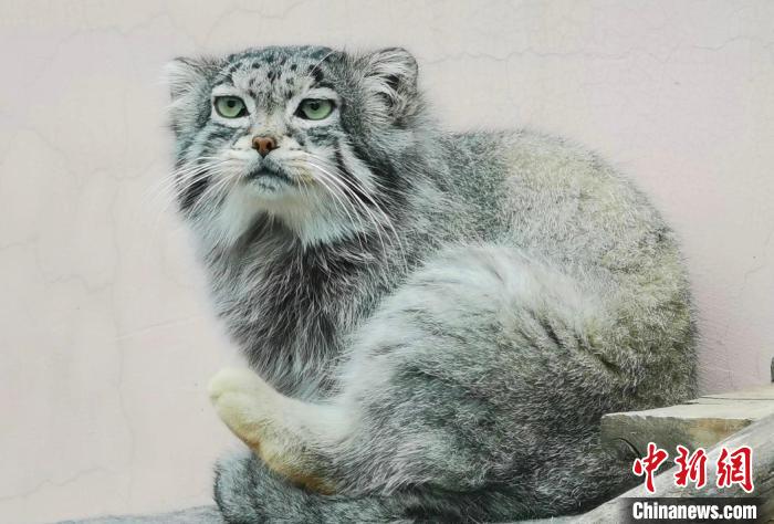 中国唯一圈养雄性兔狲&ldquo;狲思邈&rdquo;因进食卡喉窒息死亡