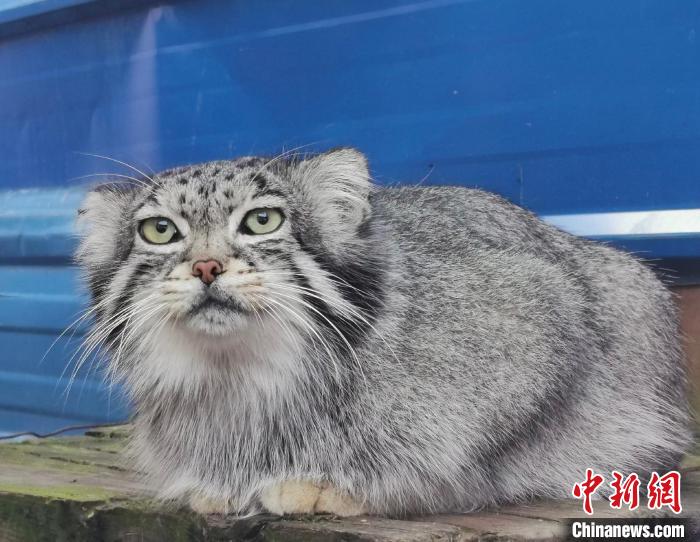 图为狲思邈。　西宁野生动物园供图