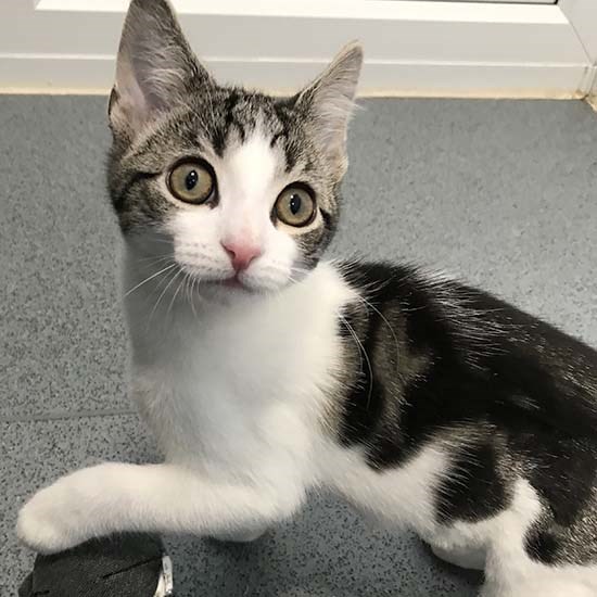 英國發現一隻罕見沒有性器官的貓。（貓咪保護協會）