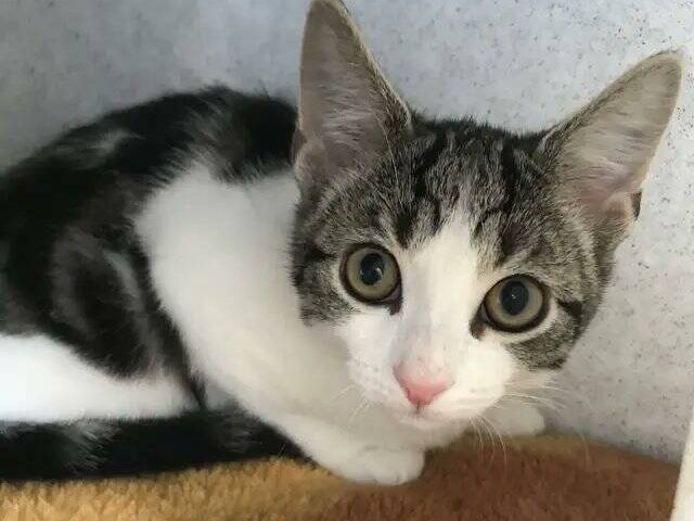 英國貓咪保護協會近期接收了一隻虎斑白色流浪貓「希望」,發現牠非常罕見地沒有性器官。