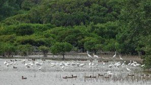 云上岭南 | 数量创新高，100多只黑脸琵鹭飞抵深圳湾湿地