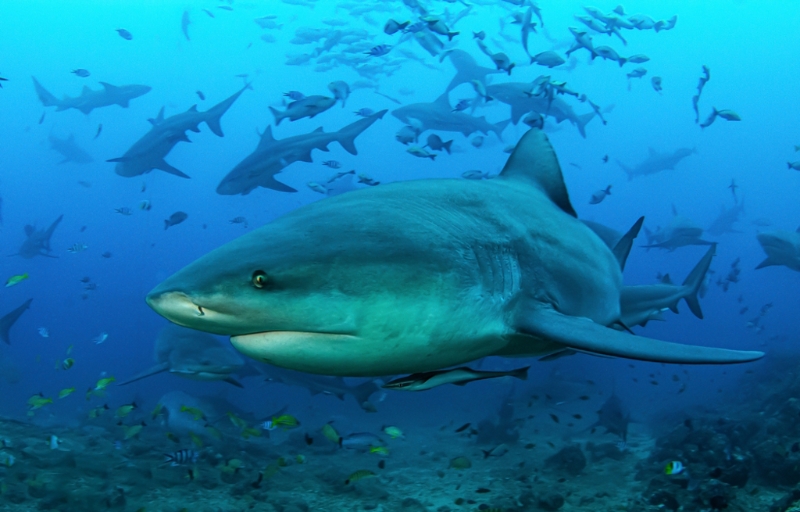 关心全球濒危物种贸易一场峰会的与会代表，今天通过一项保护至少54种鲨鱼的议案。 （示意图/shutterstock）